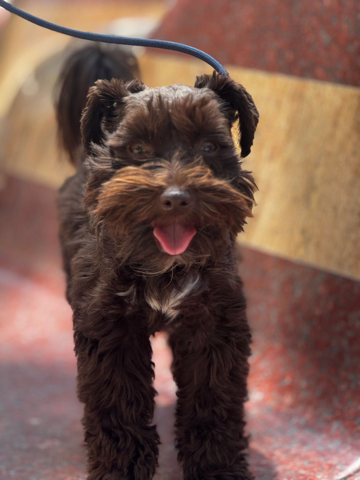 Freshly groomed chocolate schnauzer mix walking on leash