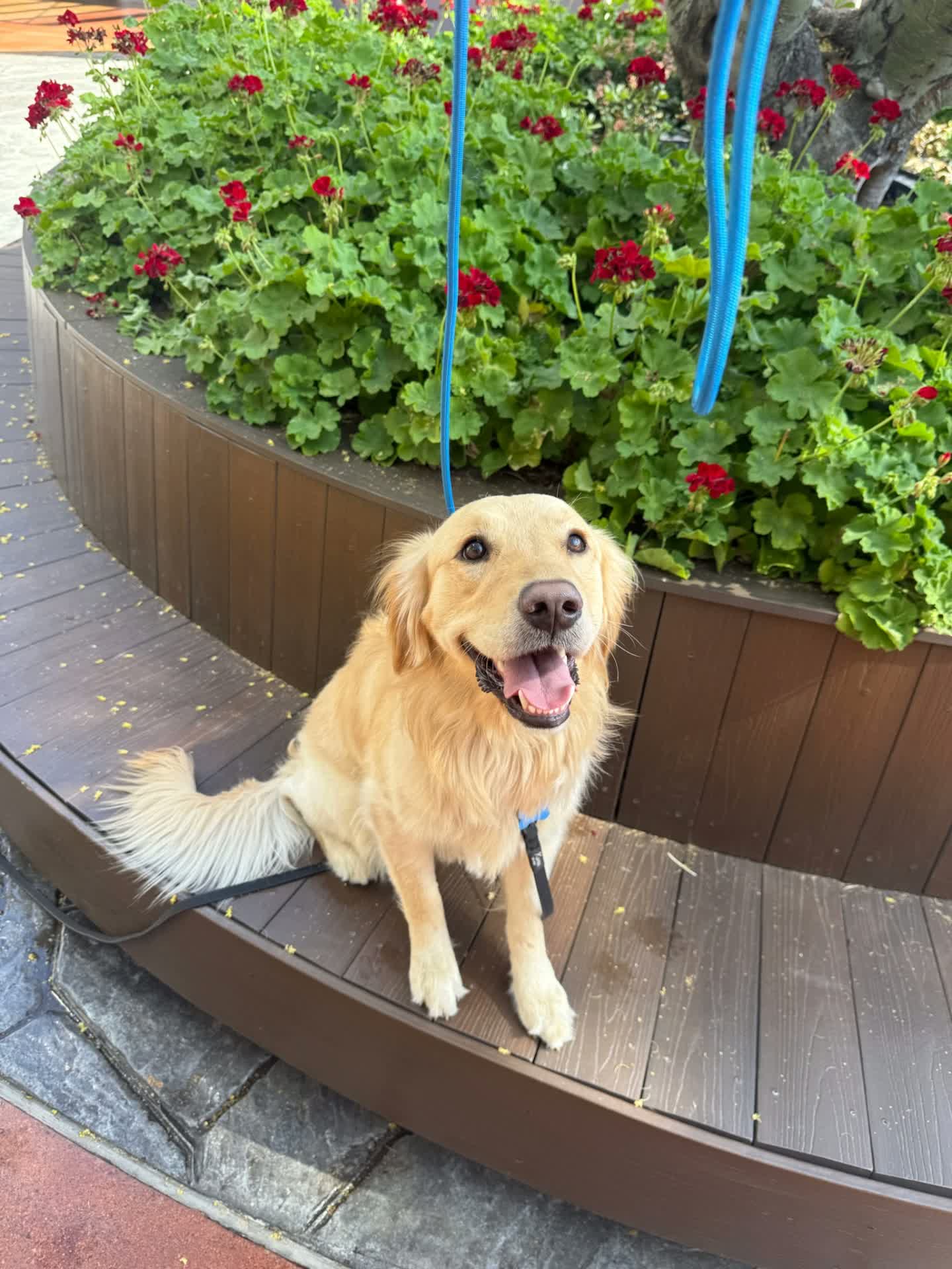 Golden Retriever sitting politely in public