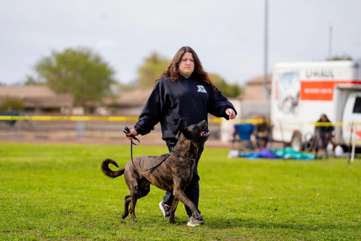 Handler guiding a brindle dog through a heel pattern